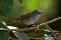 Myiothlypis coronata