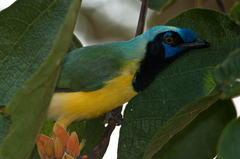 Cyanocorax yncas yncas
