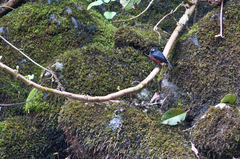 Ochthoeca cinnamomeiventris