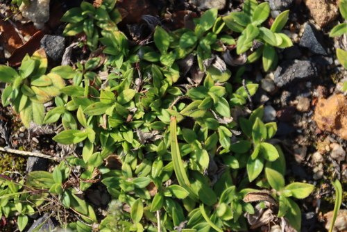 Image of South American Mexican Clover (Richardia humistrata) by (c) Tony Rebelo, some rights reserved (CC BY-SA)