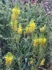 Stanleya pinnata pinnata