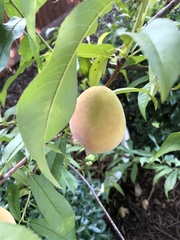 Amygdalus
