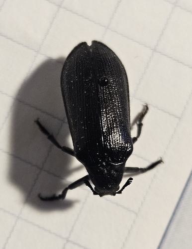Cedar Beetle photo 4
