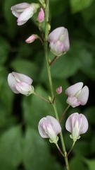 Hylodesmum glutinosum