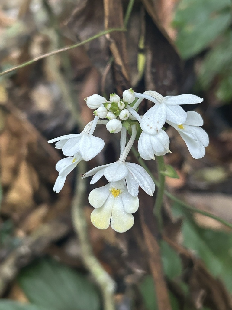 Calanthe leuseri