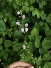 Hylodesmum glutinosum