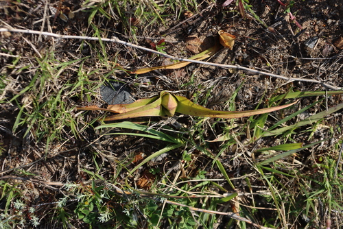Colchicum eucomoides