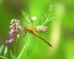 Sympetrum costiferum