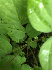 Hylodesmum glutinosum