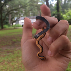 Diadophis punctatus punctatus