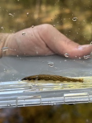 Etowah Bridled Darter photo 4