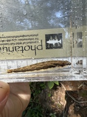Etowah Bridled Darter photo 3