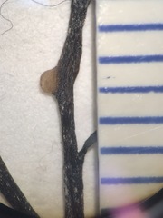 Harveyella mirabilis