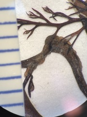 Harveyella mirabilis