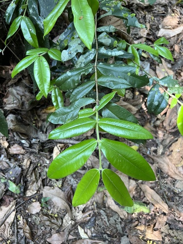 Foto de Cabeludinha