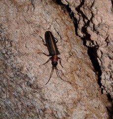 Oxycopis mimetica