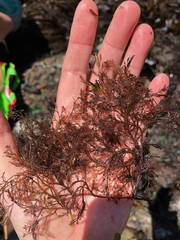 Harveyella mirabilis