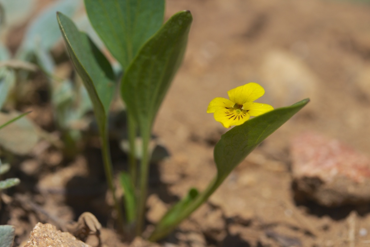 Viola bakeri