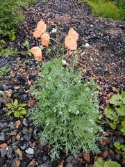 Papaver fugax