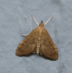 Anania mysippusalis