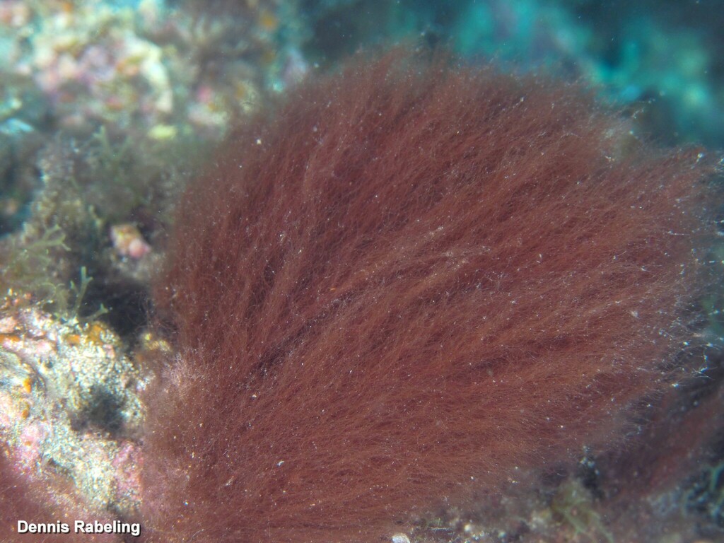 Lyngbya majuscula