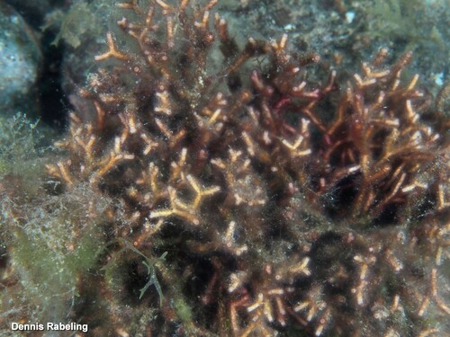 Galaxaura divaricata