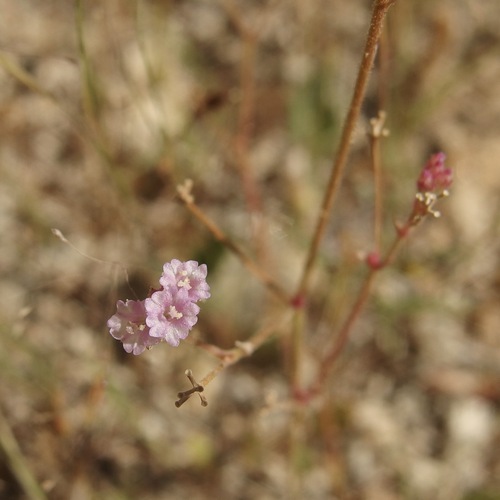 purple spiderling (Boerhavia purpurascens)