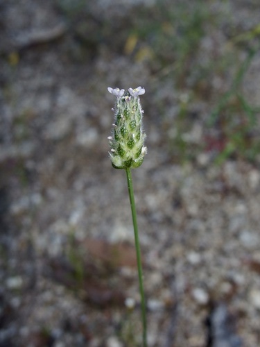 Image of Dalea exigua by (c) Sue Carnahan, some rights reserved (CC BY)