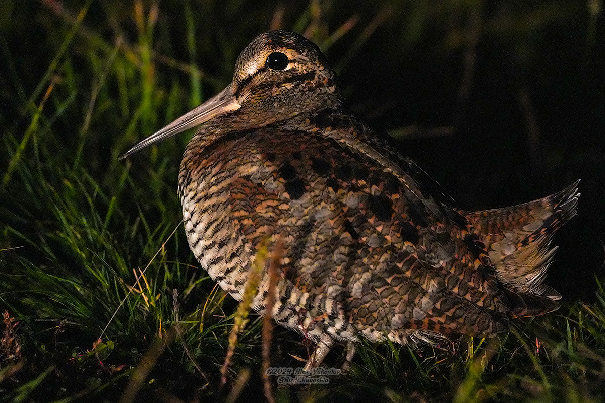 iNaturalist.org. А. Яковлев, Алатырский р-н Чувашия, сентябрь 2024