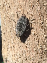 Chrysobothris femorata