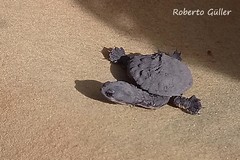 Hydromedusa tectifera