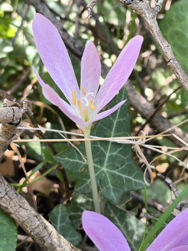 Colchicum haynaldii (Colchicum haynaldii)