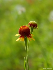 Helenium amphibolum