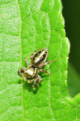 Paraphidippus aurantius