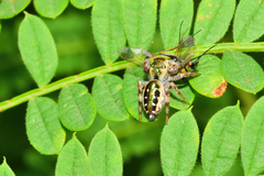 Paraphidippus aurantius