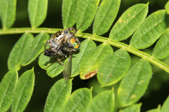 Paraphidippus aurantius