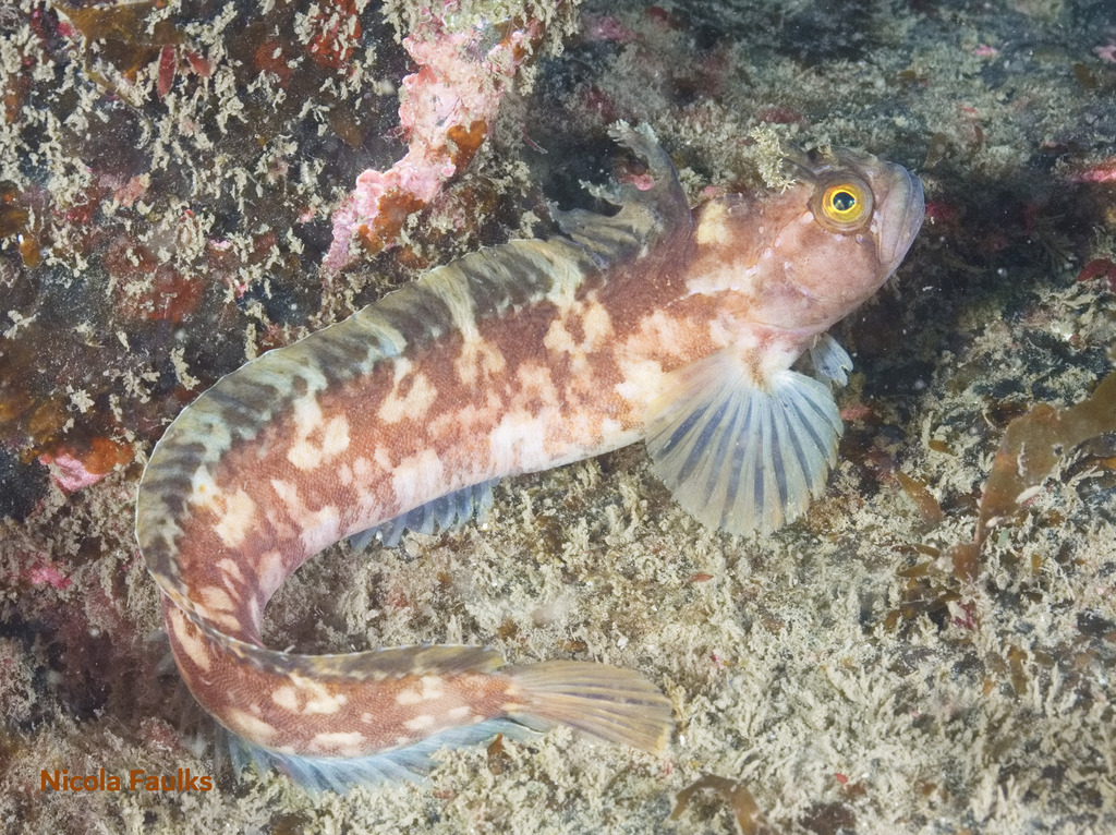 Yarrell's Blenny