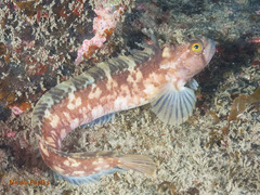 Yarrell's Blenny photo 1