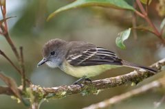 Pale-Edged Flycatcher photo 2
