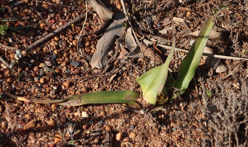 Colchicum eucomoides