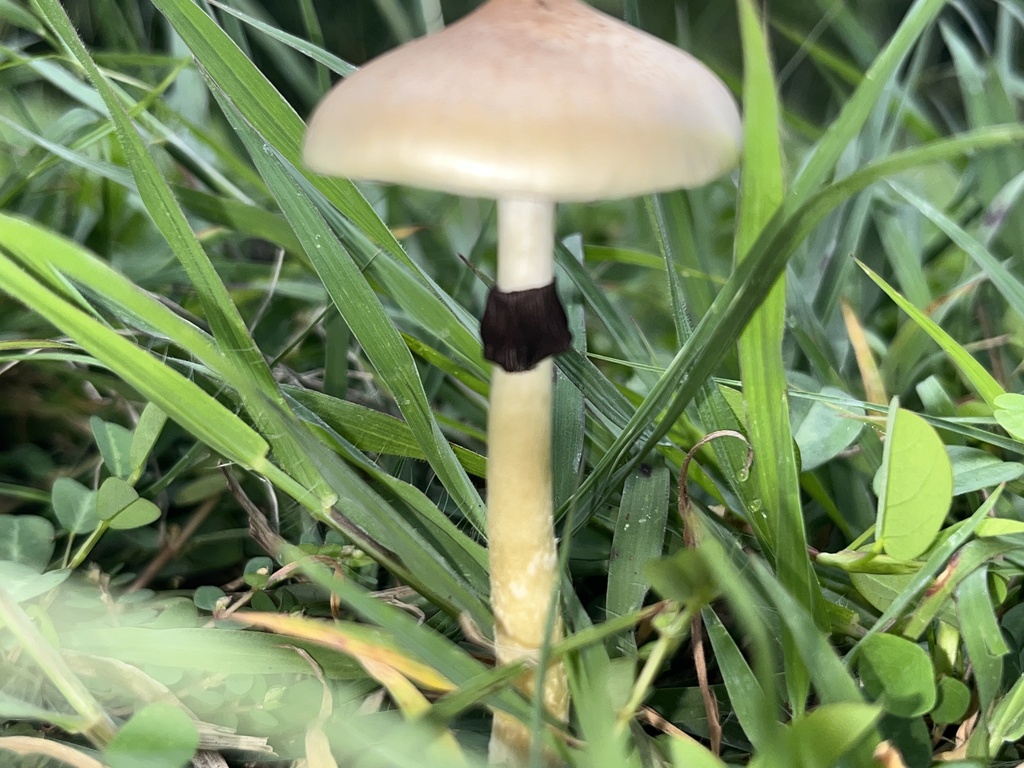 Psilocybe cubensis · September 2024 · photo: © bertisfranco (iNaturalist, cc-by)