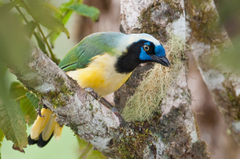 Cyanocorax yncas yncas