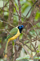 Cyanocorax yncas yncas