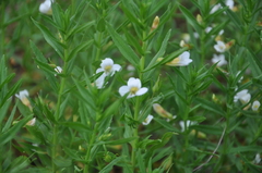 Gratiola officinalis