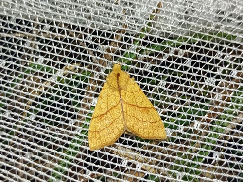 Orange Sallow