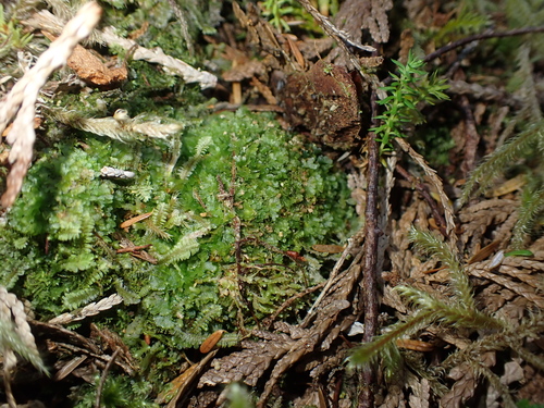 Image of Bog Germanderwort by no rights reserved