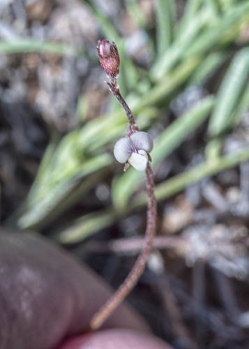 Brandegee's milkvetch (Astragalus brandegeei)
