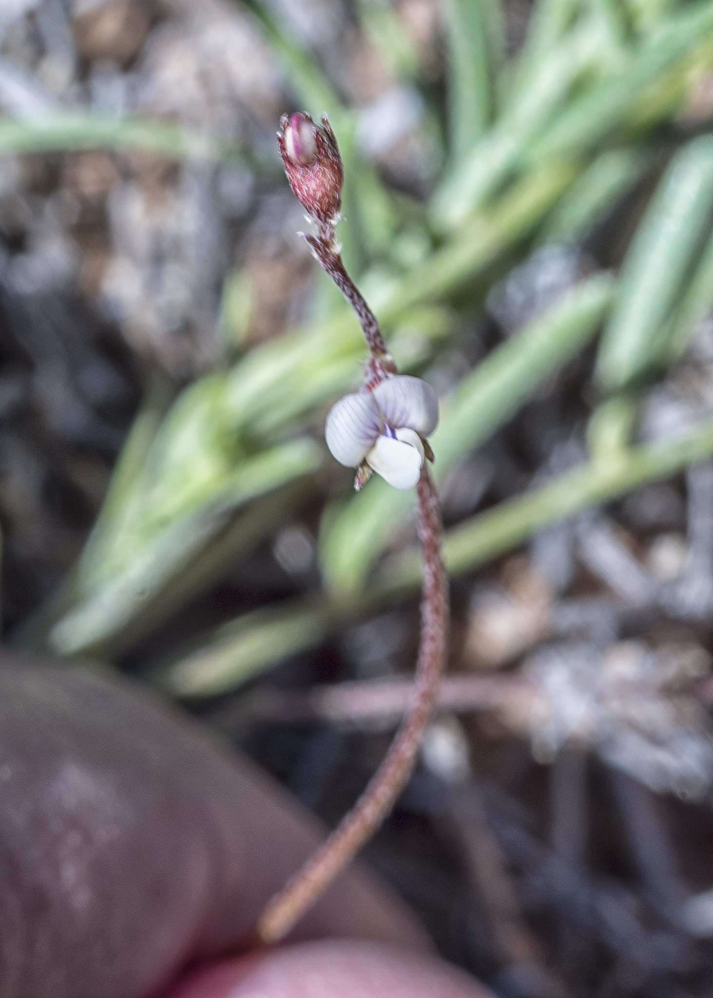 Astragalus brandegeei