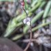 Astragalus brandegeei - Photo 由 springlake1 所上傳的 (c) springlake1，保留部份權利CC BY-NC