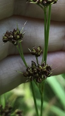 Rhynchospora recognita